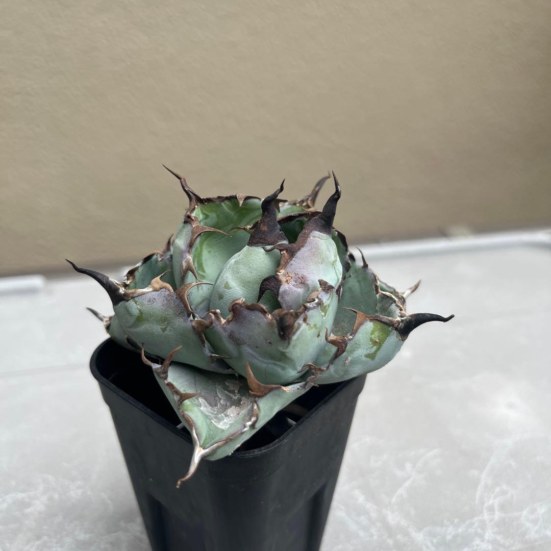 フィリグリー 赤猫