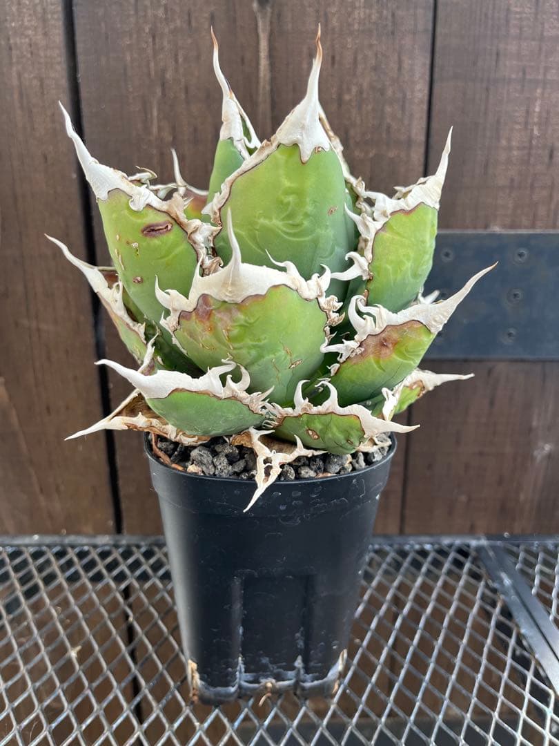 アガベ チタノタ 狼人 自家栽培株 プレステラ90