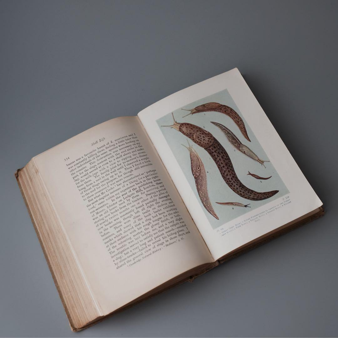 1927年にイギリスで出版された自然科学系の古書 アンティーク