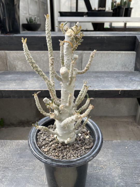 大人女性の ドルステニア ギガス 現地球 植物/観葉植物 - robert