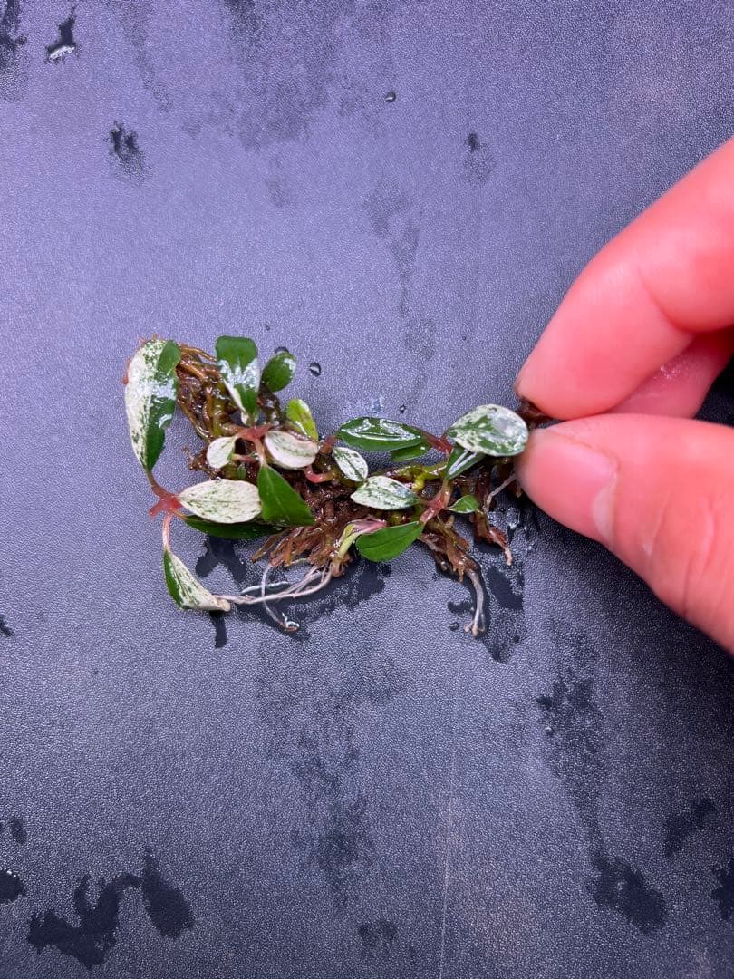 Bucephalandra sp. Varigata