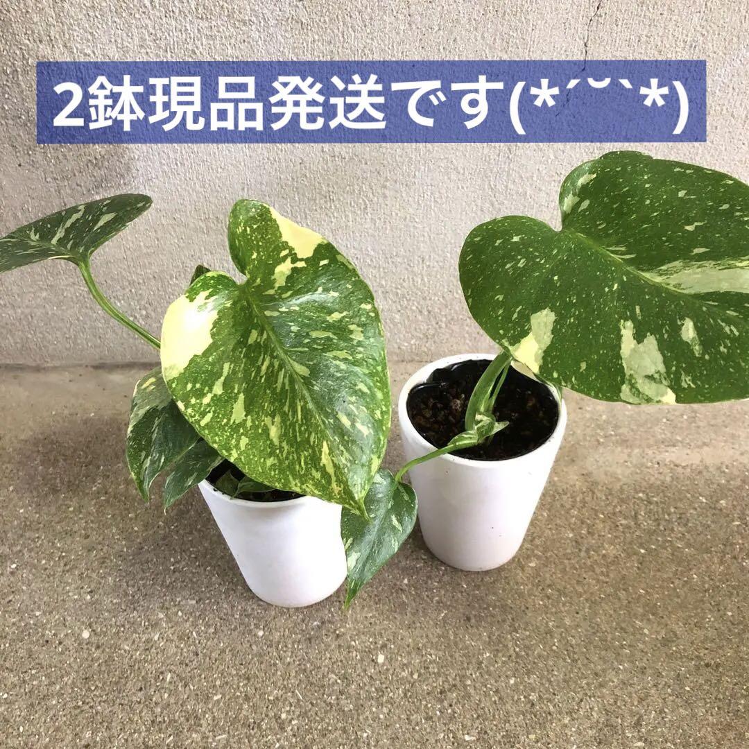 モンステラ タイコンステレーション 3寸 陶器鉢入り 指宿産 2鉢 モンステラ タイコンステレーション 3寸 陶器鉢入り 指宿産 2鉢