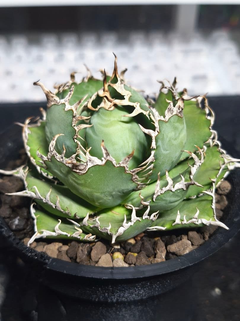 アガベ チタノタ