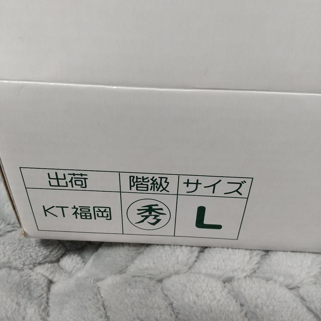 ご当地キティ 福岡限定 博多とよのか ハローキティ ぬいぐるみ