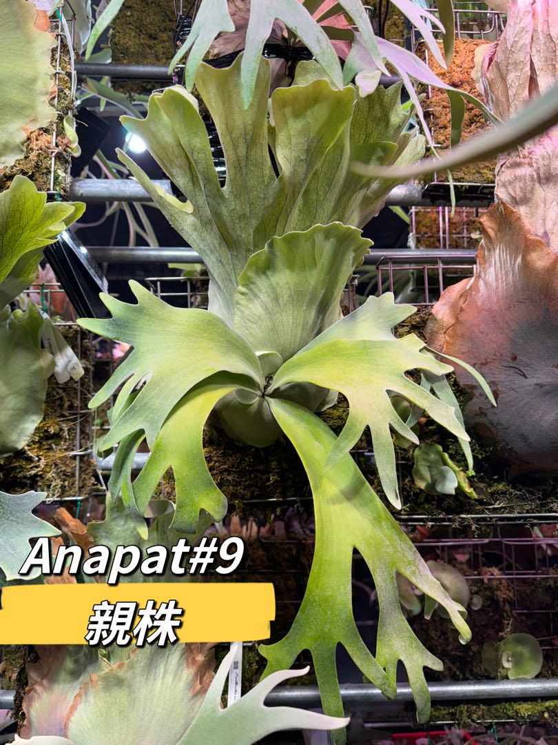 ヤスタ　ビカクシダP. A+dwarf & anapat#9 OC セット ヤスタ様専用 ビカクシダP. A+dwarf & anapat#9 OC セット