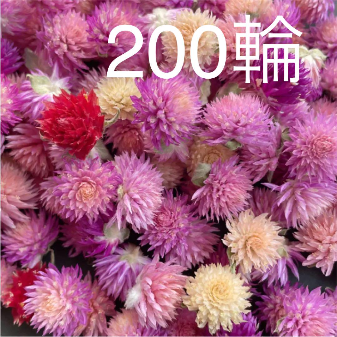 価格は安く 千日紅ドライフラワー 0輪 No 75 Riversidemedicalarts Com 価格は安く 千日紅ドライフラワー 0輪 No 75 Riversidemedicalarts Com