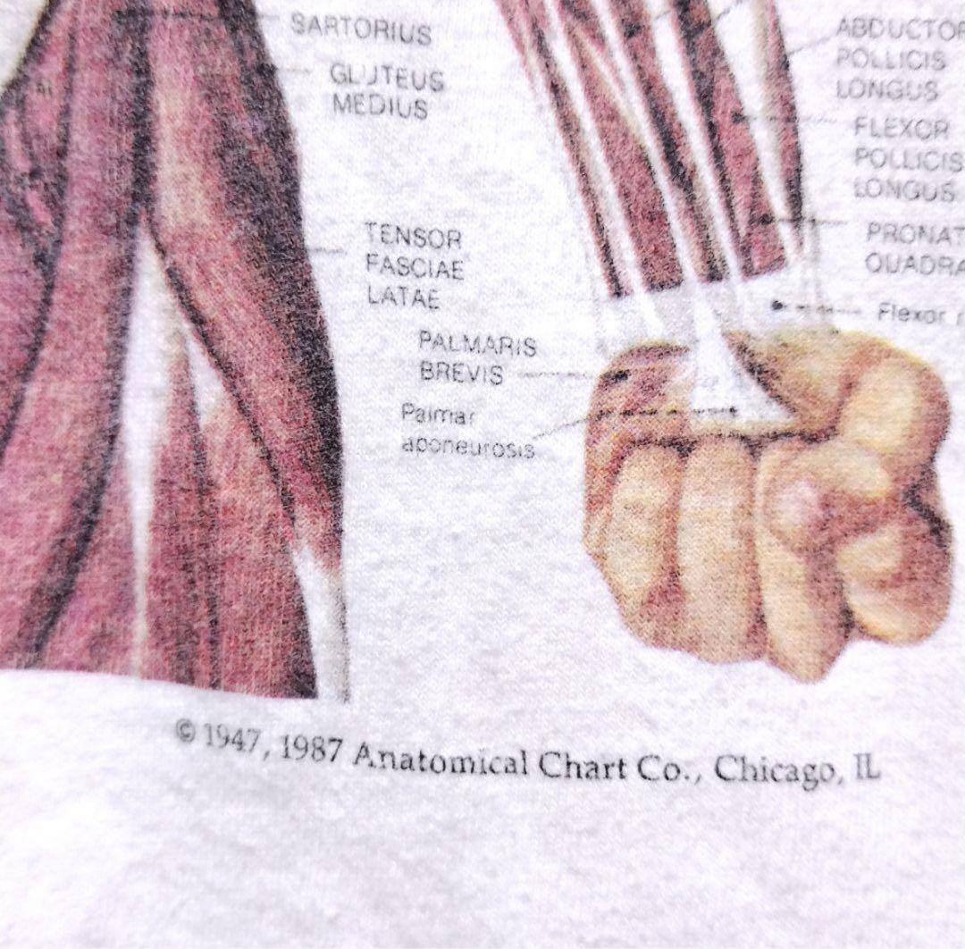 80s Anatomical Chart T-shirt USA製 ヴィンテージ 80s Anatomical Chart T-shirt USA製 ヴィンテージ