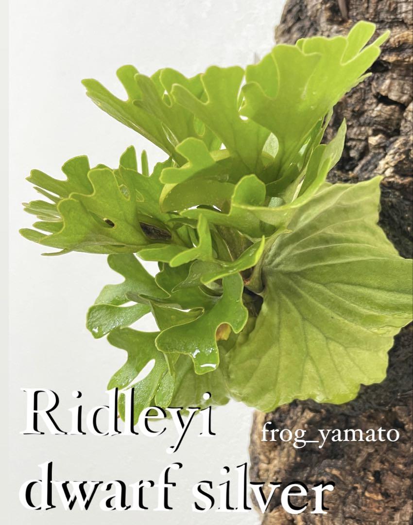ridleyi Dwarf Silvery リドレイ ドワーフ ビカクシダ - メルカリ