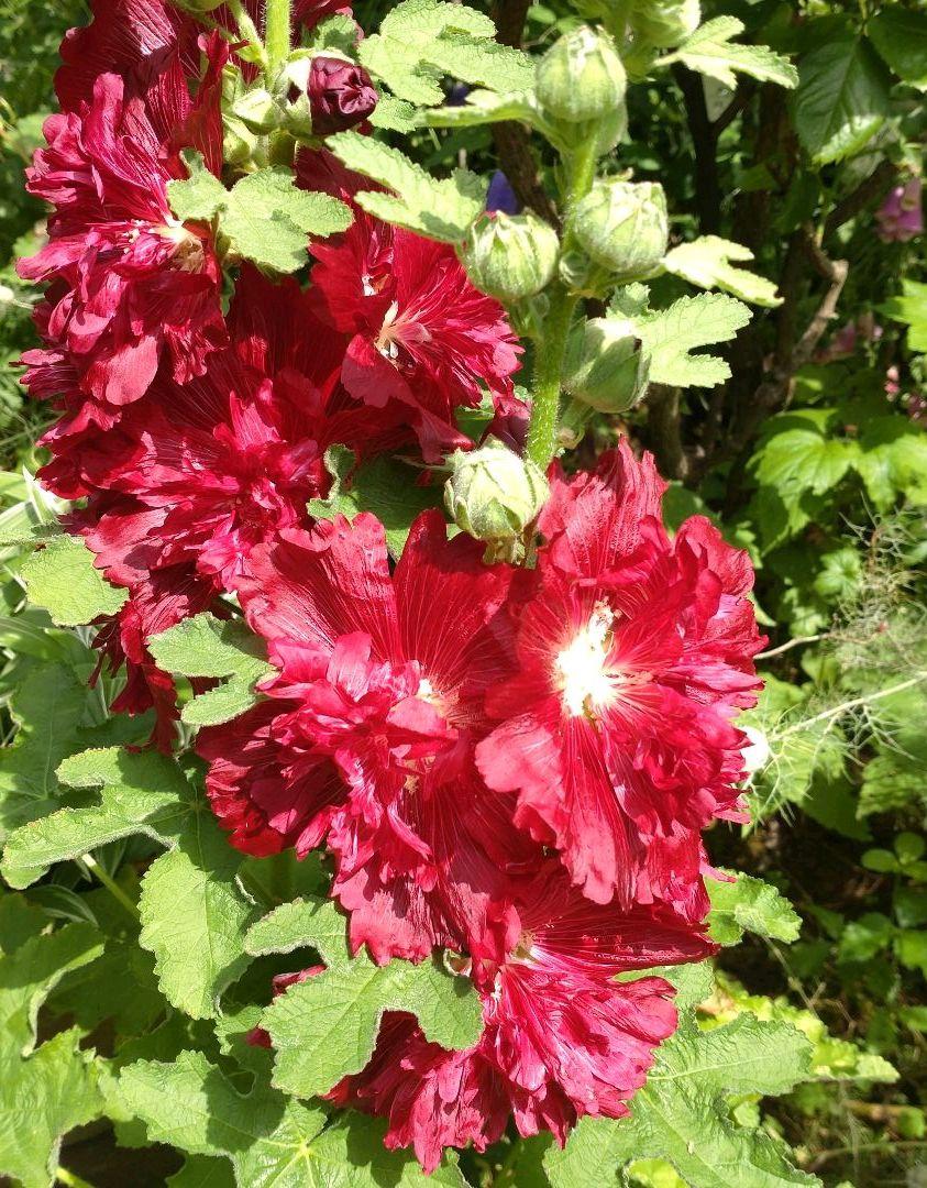 格安販売中 花種 アルセア 4色 Www Anavara Com
