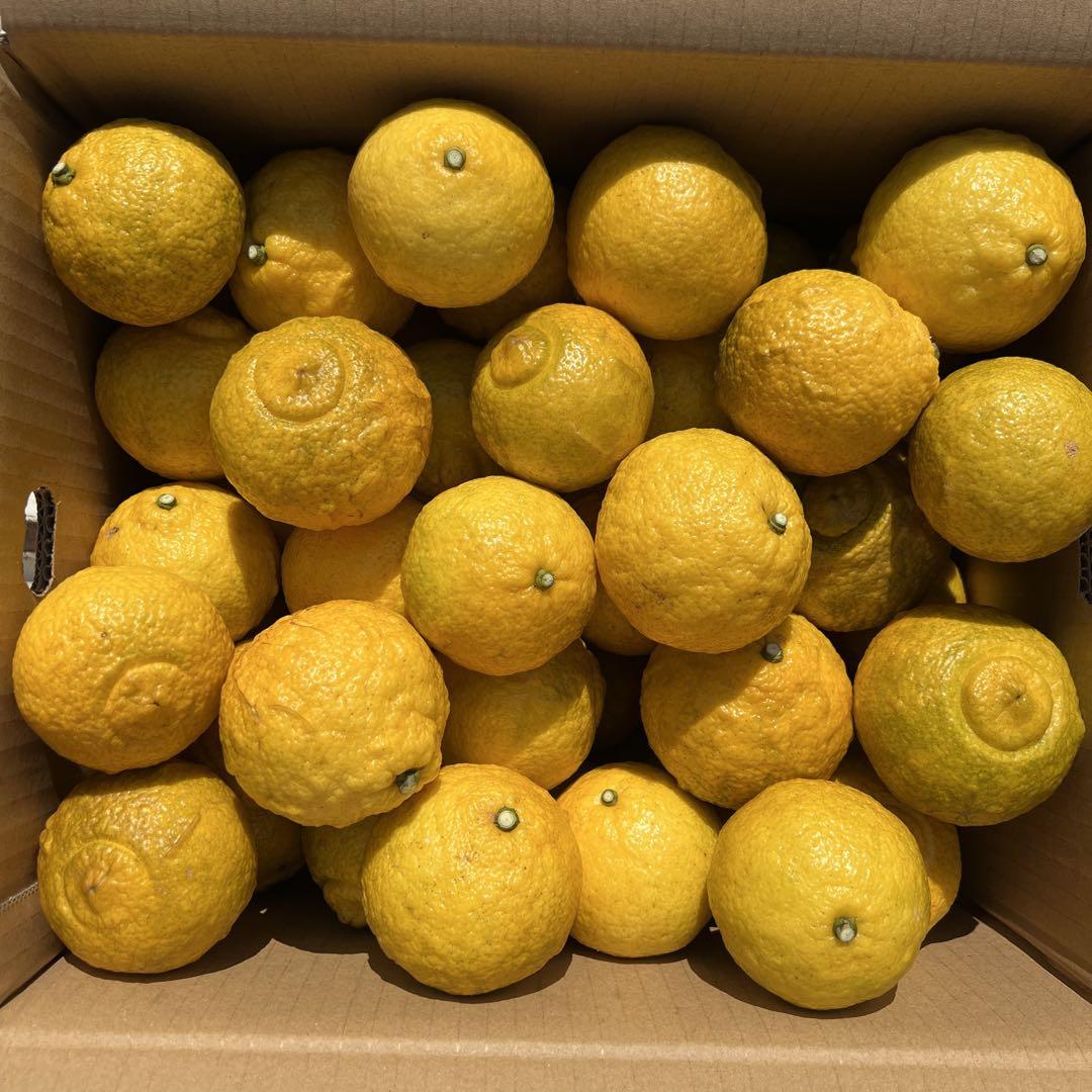 はるか 農薬不使用 50個 10kg箱発送