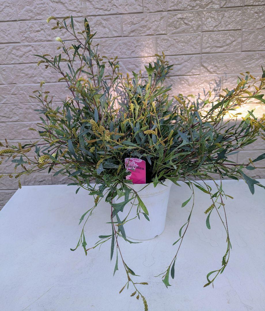 希少♥グレビレア♥シナフェア♥レアな植物♥シナフィ 花
