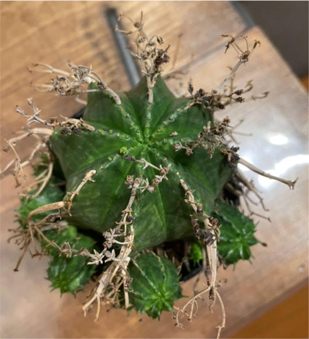 大人気新品 スーパーバリダ雌株 子株付き - 植物/観葉植物 - www.dspjsm.ro 大人気新品 スーパーバリダ雌株 子株付き - 植物/観葉植物 - www.dspjsm.ro