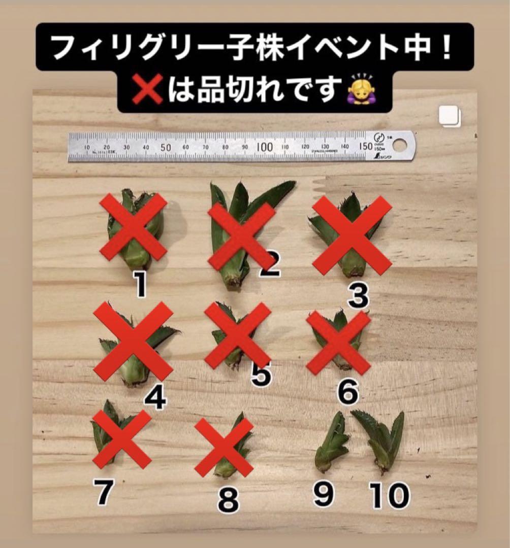 何でも揃う ゆうパケット エンゼルトランペットno 10 グリーンホワイト 種子7粒 Terapias Flivers Com Br 何でも揃う ゆうパケット エンゼルトランペットno 10 グリーンホワイト 種子7粒 Terapias Flivers Com Br