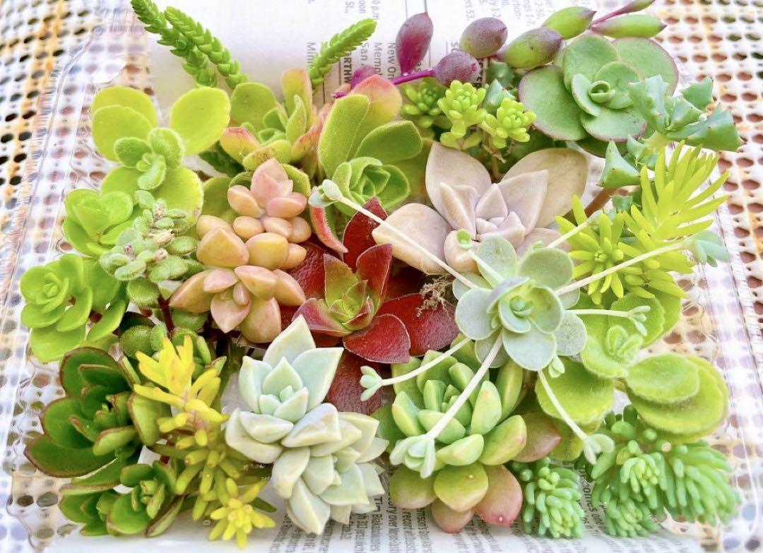 79. おまかせ 多肉植物 カット苗セット 寄せ植え 詰め合わせ