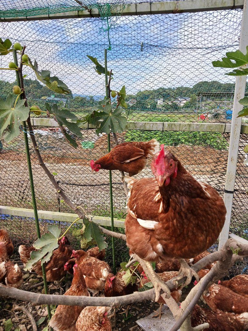 平飼い卵80個1/6常温発送