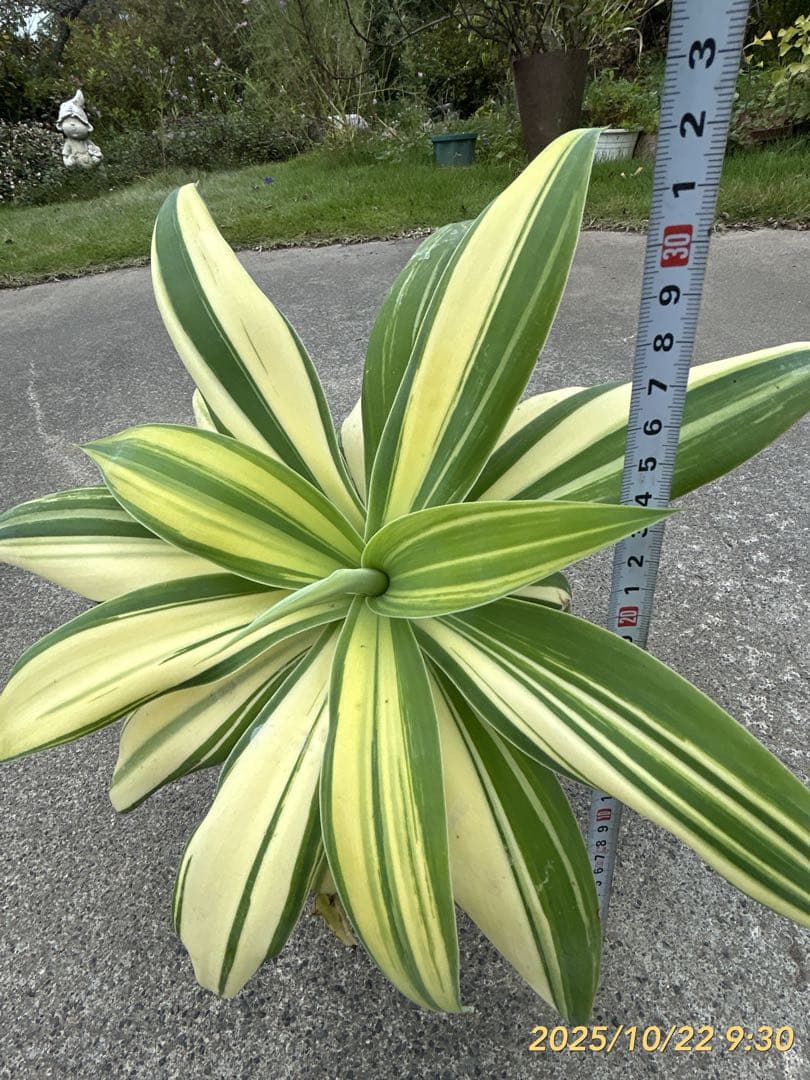 アガベ アテナータ 翡翠盤 斑入り アガベ アテナータ 翡翠盤 斑入り