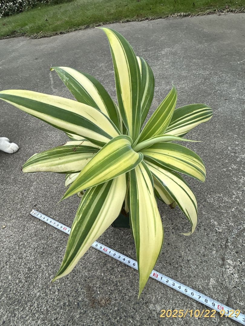 アガベ アテナータ 翡翠盤 斑入り アガベ アテナータ 翡翠盤 斑入り