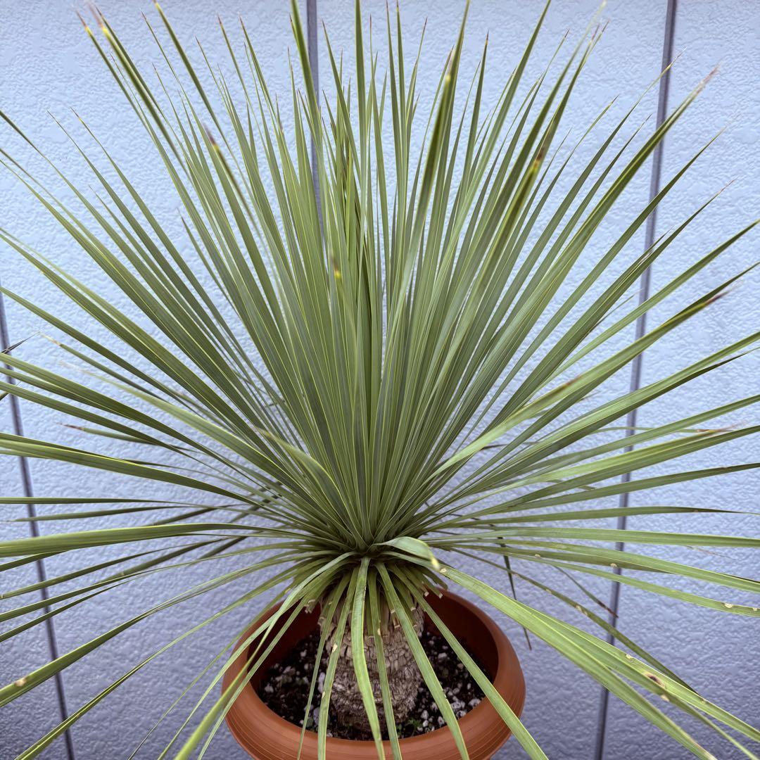25%オフ　ロストラータ　ユッカ　８号　観葉植物