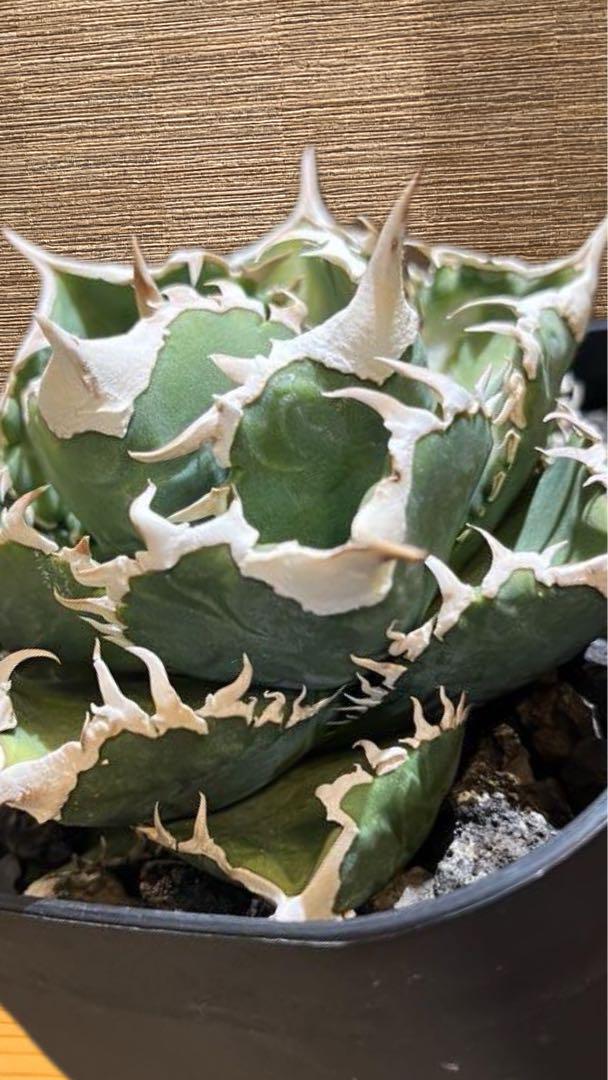 アガベ チタノタ 白豪刺　多肉植物