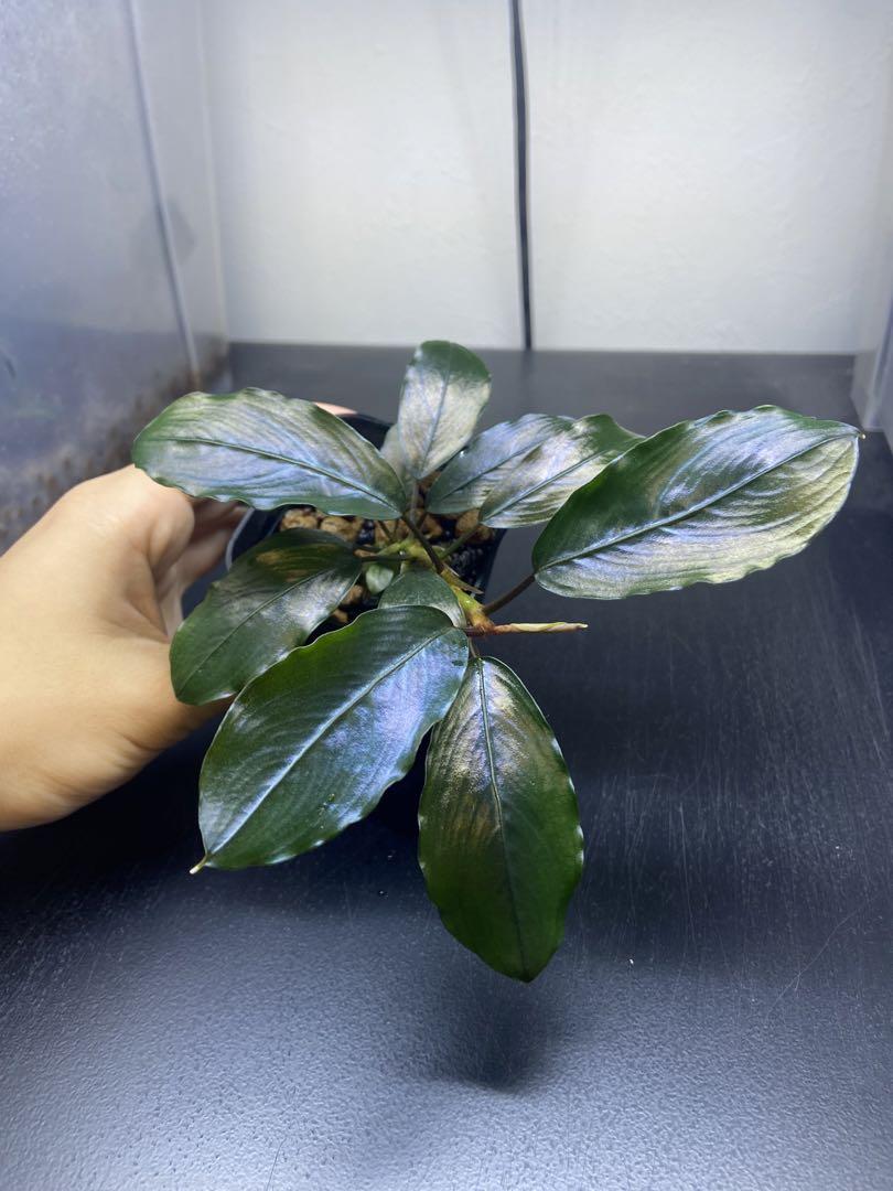 水草 Bucephalandra sp. blue melon