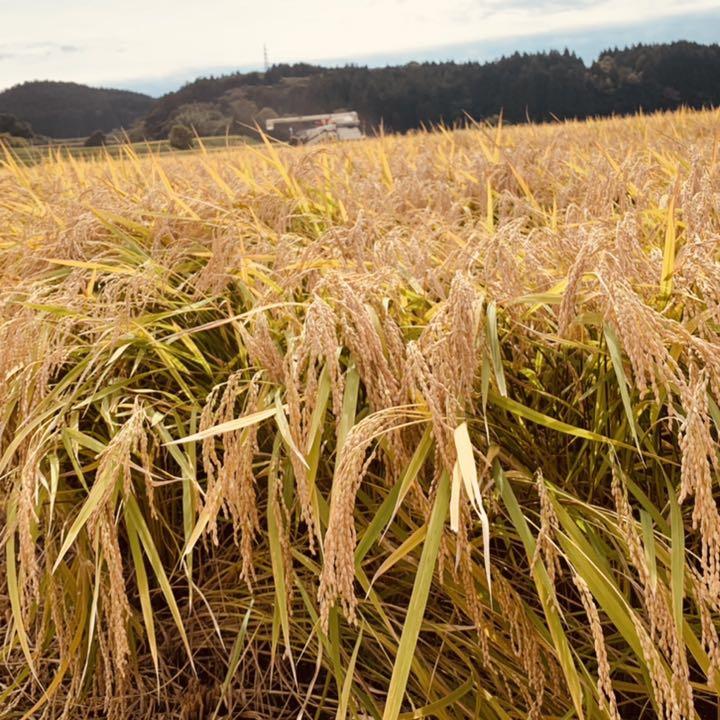 低価定番 令和3年度 秋田県産 一等米級 30kg 産地直送 新米 ひとめぼれ Kdi8V-m97003777258 再入荷通販
