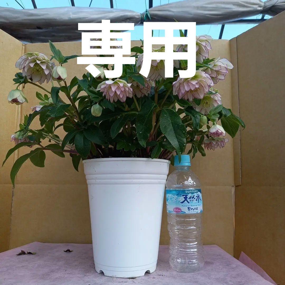 専用(3個)、土曜日まで！まるで花束♪花、花、花クリスマスローズ、鉢、苗、開花株