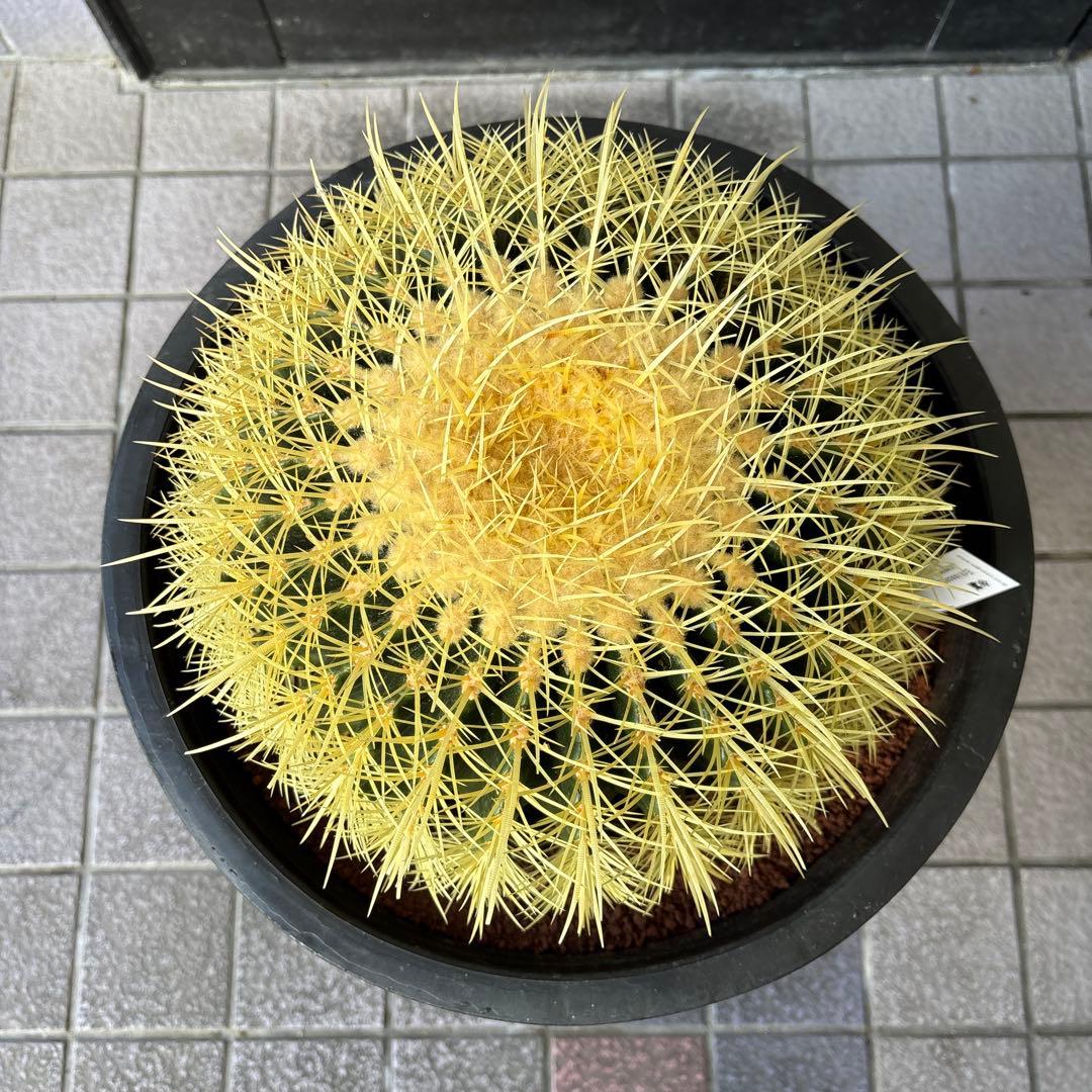 セール開催中 金鯱 キンシャチ12号 専用BOX ロックガーデン セール開催中 金鯱 キンシャチ12号 専用BOX ロックガーデン