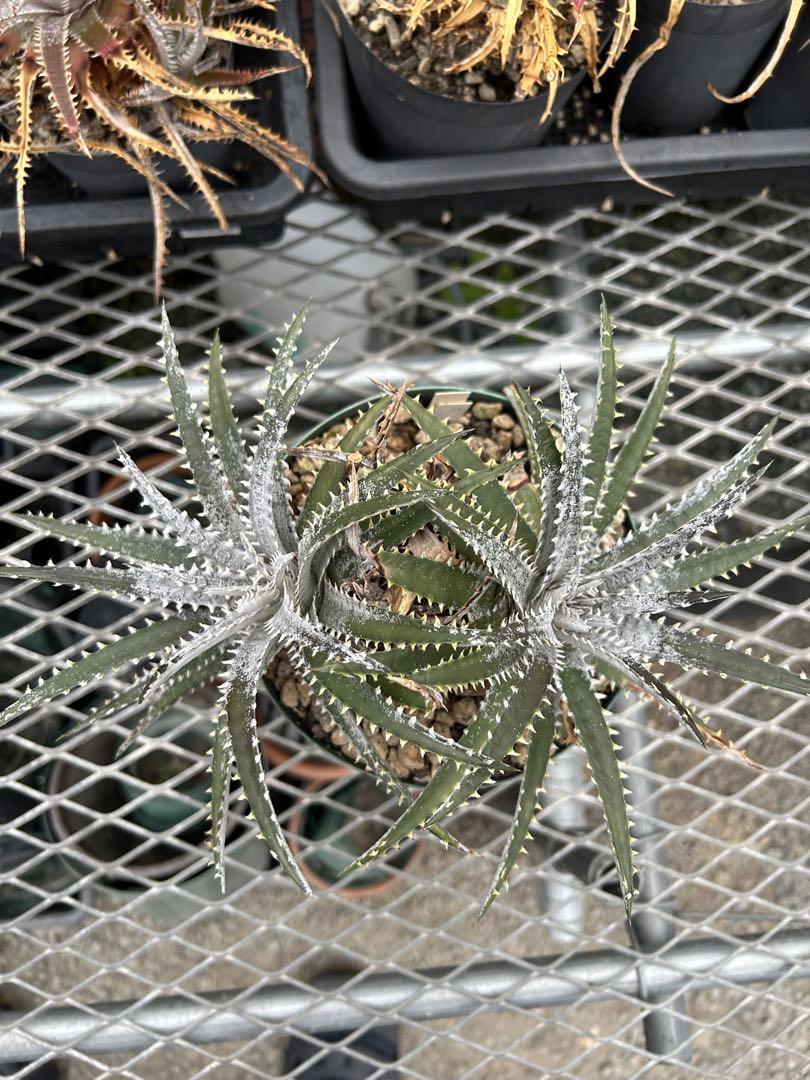 Dyckia BS x Arizona (Bill Baker Hyb) ③ ⑸ - ブロメリア
