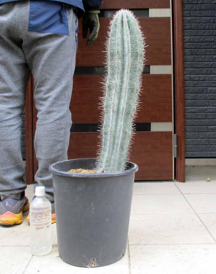 ペッツパーム様、ブリンチュウ(武倫柱) 20抜き苗発送 武倫柱（ブリンチュウ） - 植物と暮らす m-plant