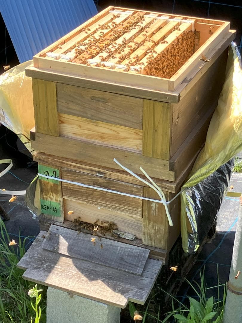 山栗 百花蜜 1000g 2本 セイヨウミツバチ 栗蜜 国産蜂蜜 はちみつ 山栗 百花蜜 1000g 2本 セイヨウミツバチ 栗蜜 国産蜂蜜 はちみつ