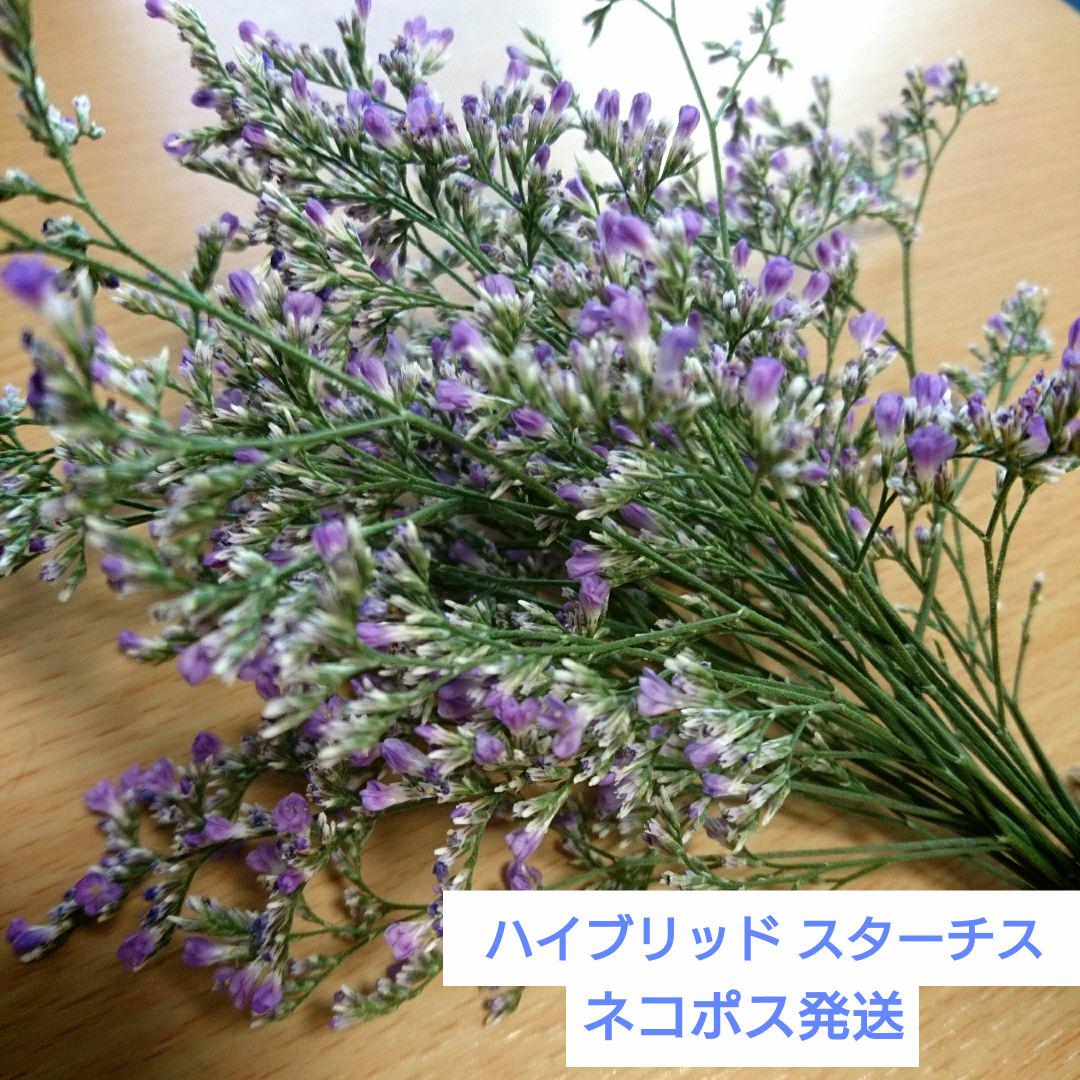 大人も着やすいシンプルファッション ハイブリッド スターチス 生花 花材用 スワッグ ドライフラワーに 大人も着やすいシンプルファッション ハイブリッド スターチス 生花 花材用 スワッグ ドライフラワーに