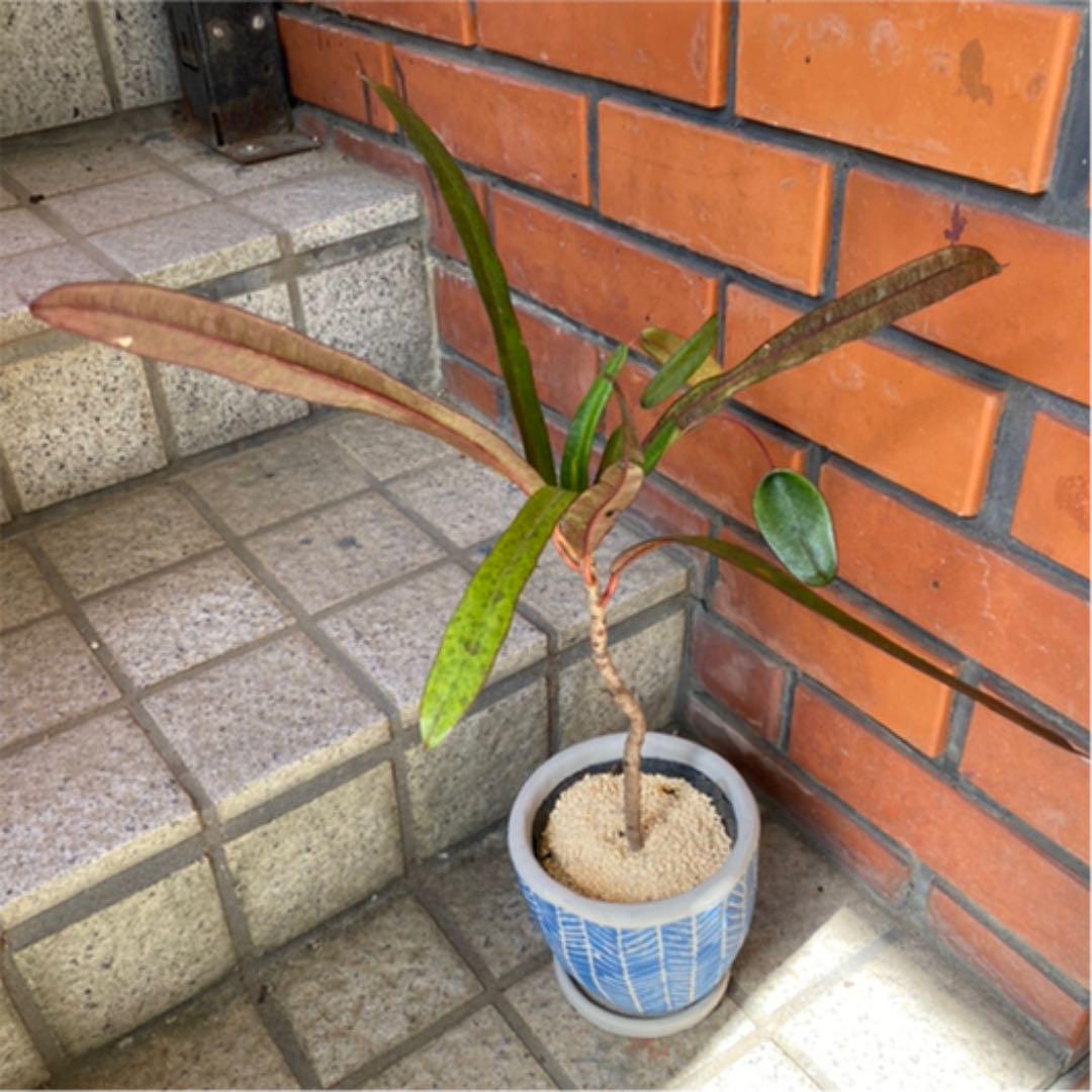 飛び葉クロトン グリーンベル 変葉木 メルカリ