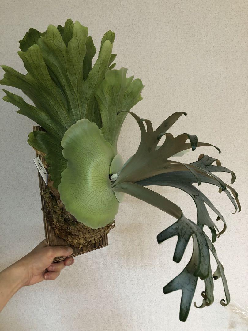 P.willinckii RU206親株 P.willinckii 'RU14' OC株 ウィリンキー ビカクシダ｜フラワー