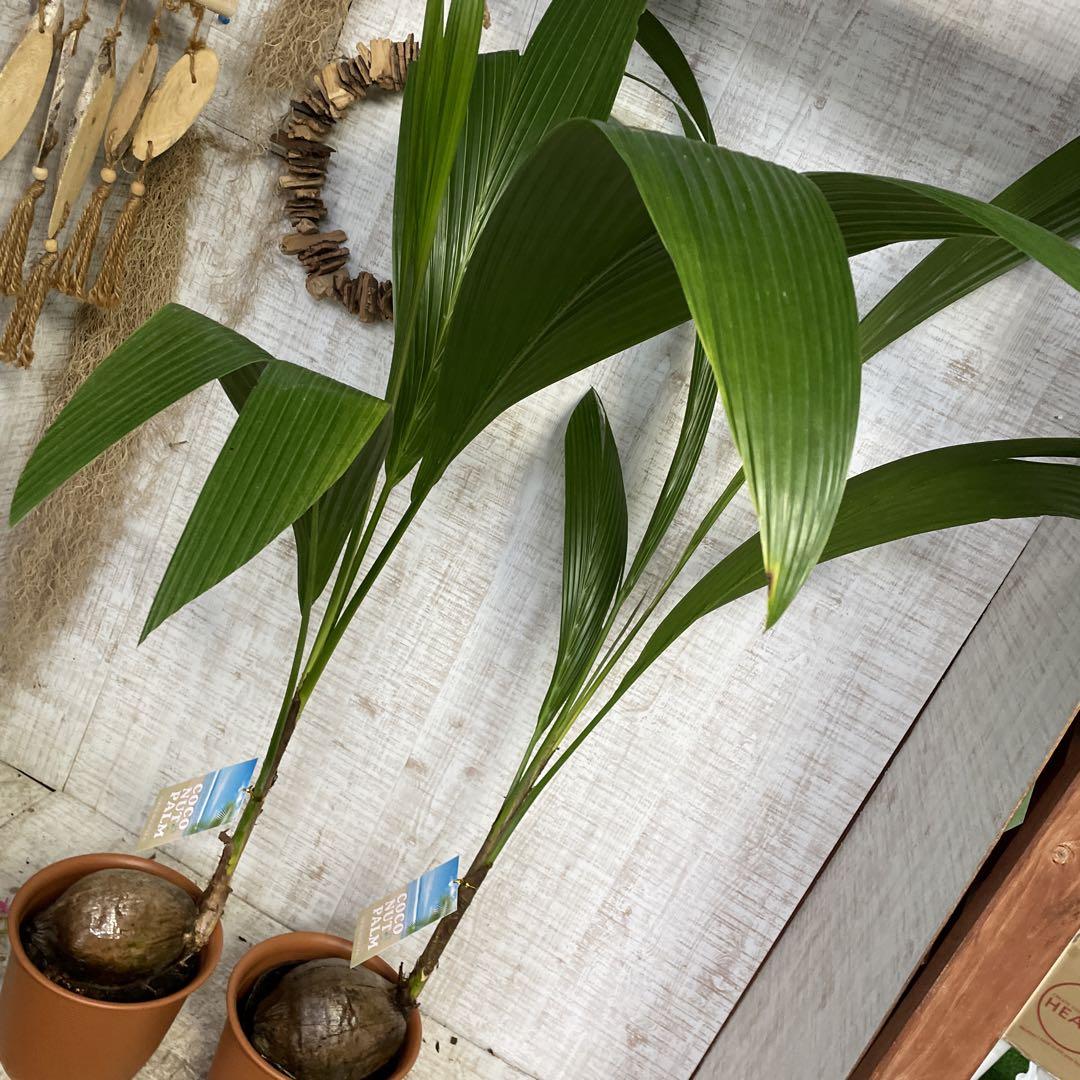 週末特価！2鉢価格！ココヤシ　苗　苗木　観葉植物　ココナッツ　ヤシの木　7号鉢 セール中！2鉢価格！ココヤシ 苗 苗木 観葉植物 ココナッツ ヤシ