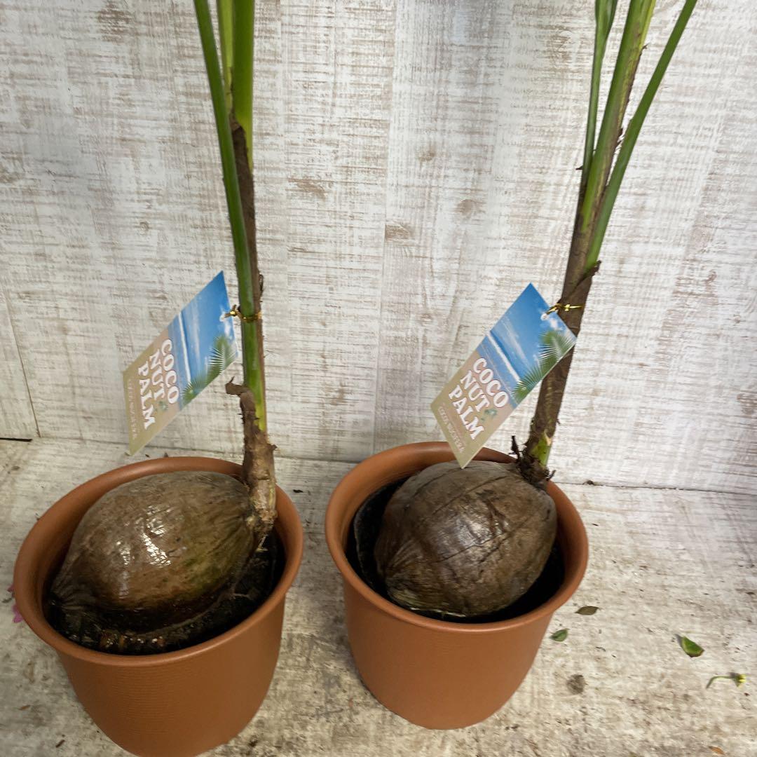 週末特価！2鉢価格！ココヤシ　苗　苗木　観葉植物　ココナッツ　ヤシの木　7号鉢 セール中！2鉢価格！ココヤシ 苗 苗木 観葉植物 ココナッツ ヤシ
