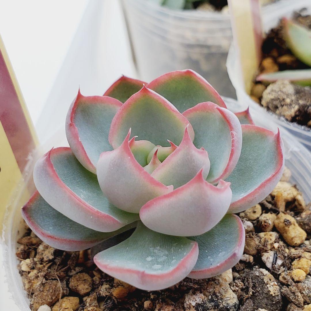 ㊳大きめ苗! 青鬼❣️祭囃子❣️紅染華❣️龍鱗蓮華❣️白銀姫