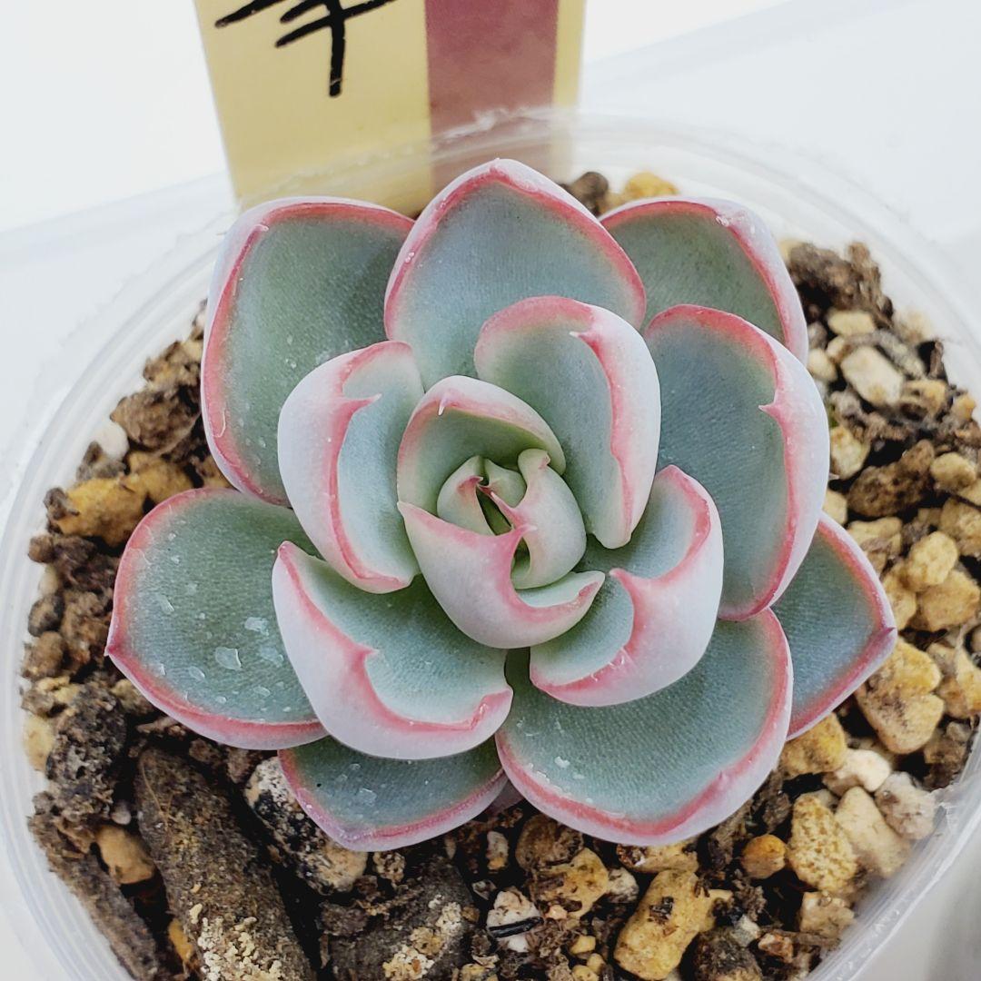 ㊳大きめ苗! 青鬼❣️祭囃子❣️紅染華❣️龍鱗蓮華❣️白銀姫❣️メルカリ便込 ㊳大きめ苗! 青鬼❣️祭囃子❣️紅染華❣️龍鱗蓮華❣️白銀姫