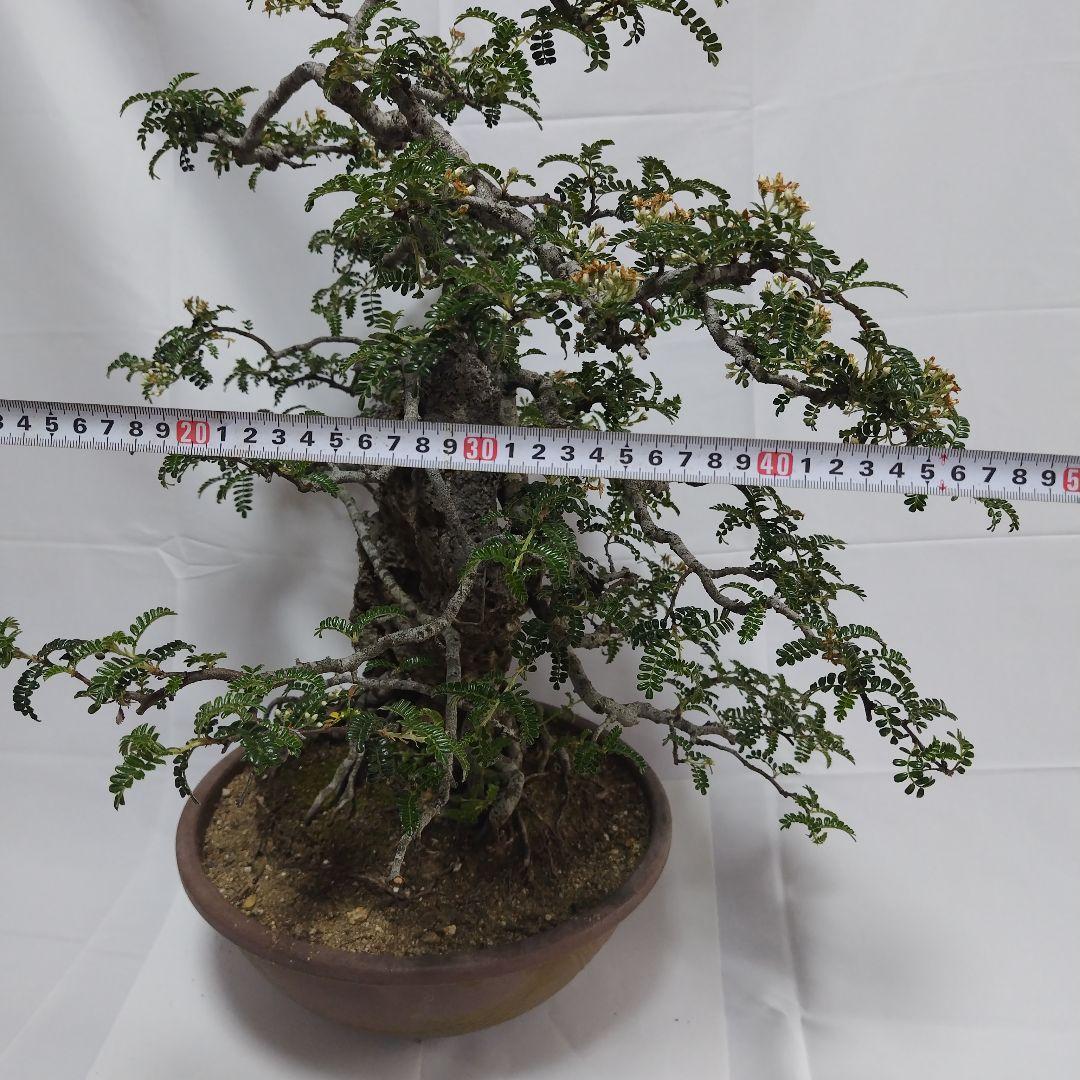 磯山椒　天梅　盆栽　6
