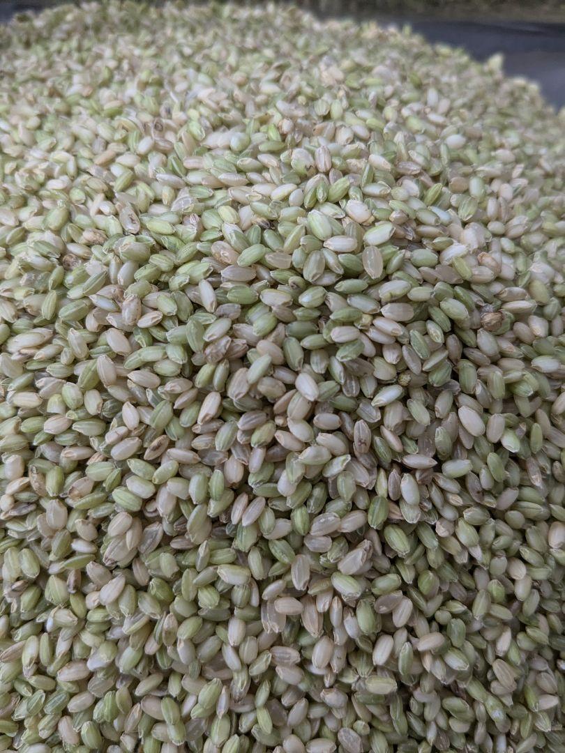 ★☆限定☆★　くず米　24kg(6kg✕4袋)　鳥・鶏・小動物・飼料用に♪ ☆タイムセール☆ くず米 24kg(6kg✕4袋) 鳥・鶏・小動物・飼料用に