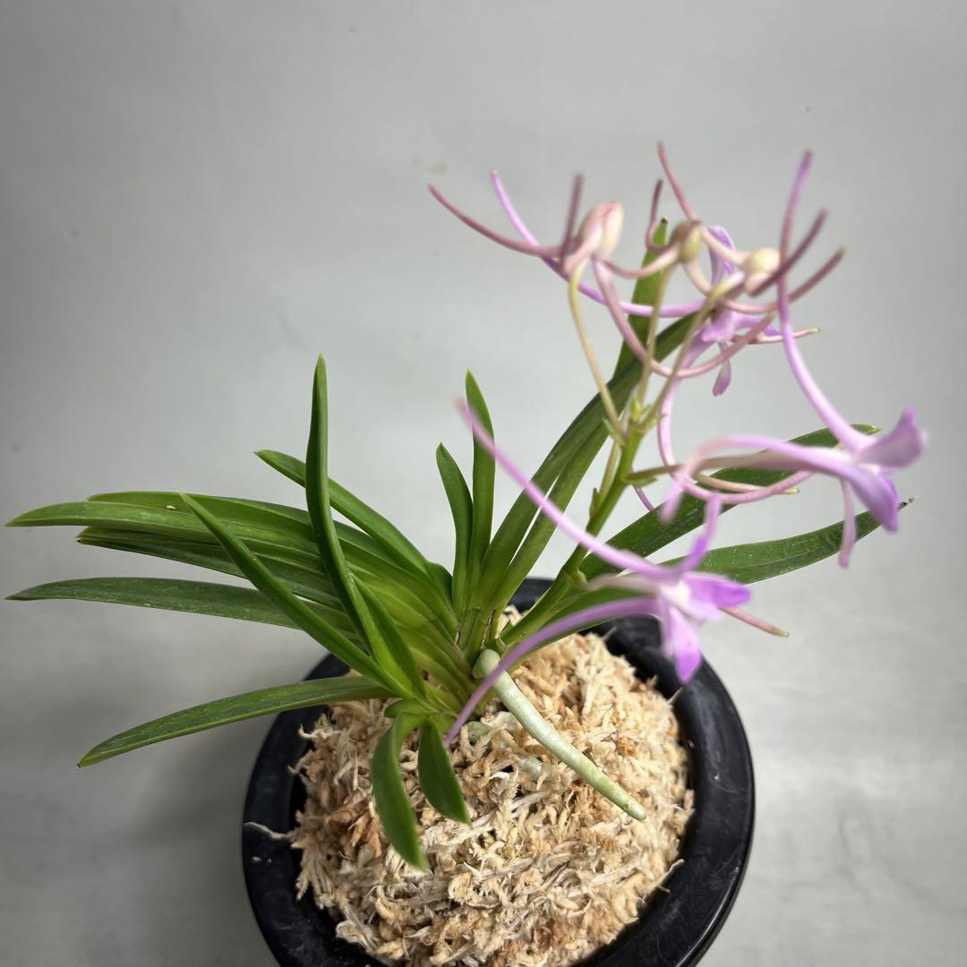 富貴蘭　恋心③(開花中) 富貴蘭開花｜園芸日記byくず｜みんなの趣味の園芸｜1357956