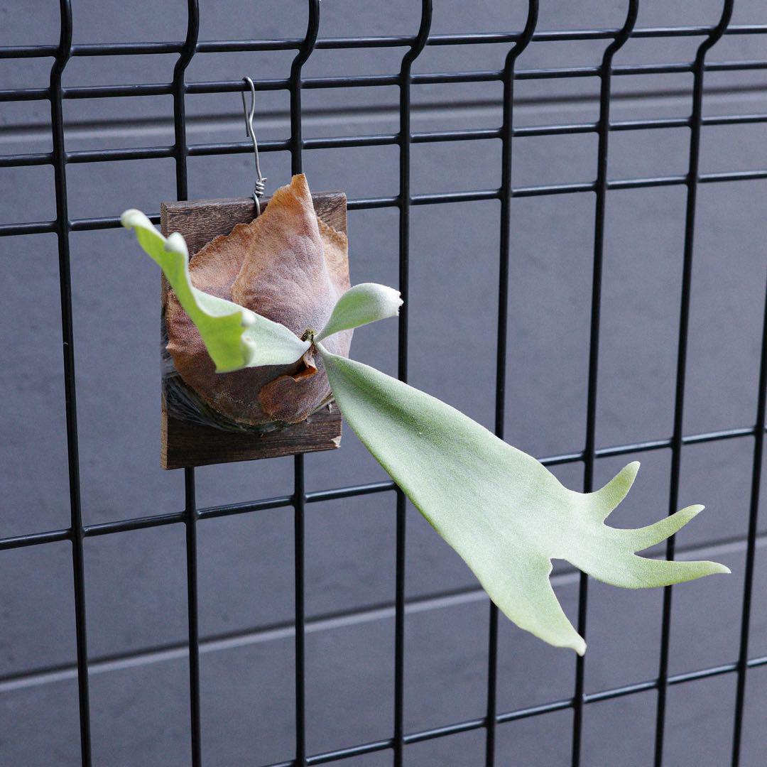 P.willinckii Bogor Mr.Suddan ビカクシダ P.willinckii Bogor Mr.Suddan ビカクシダ