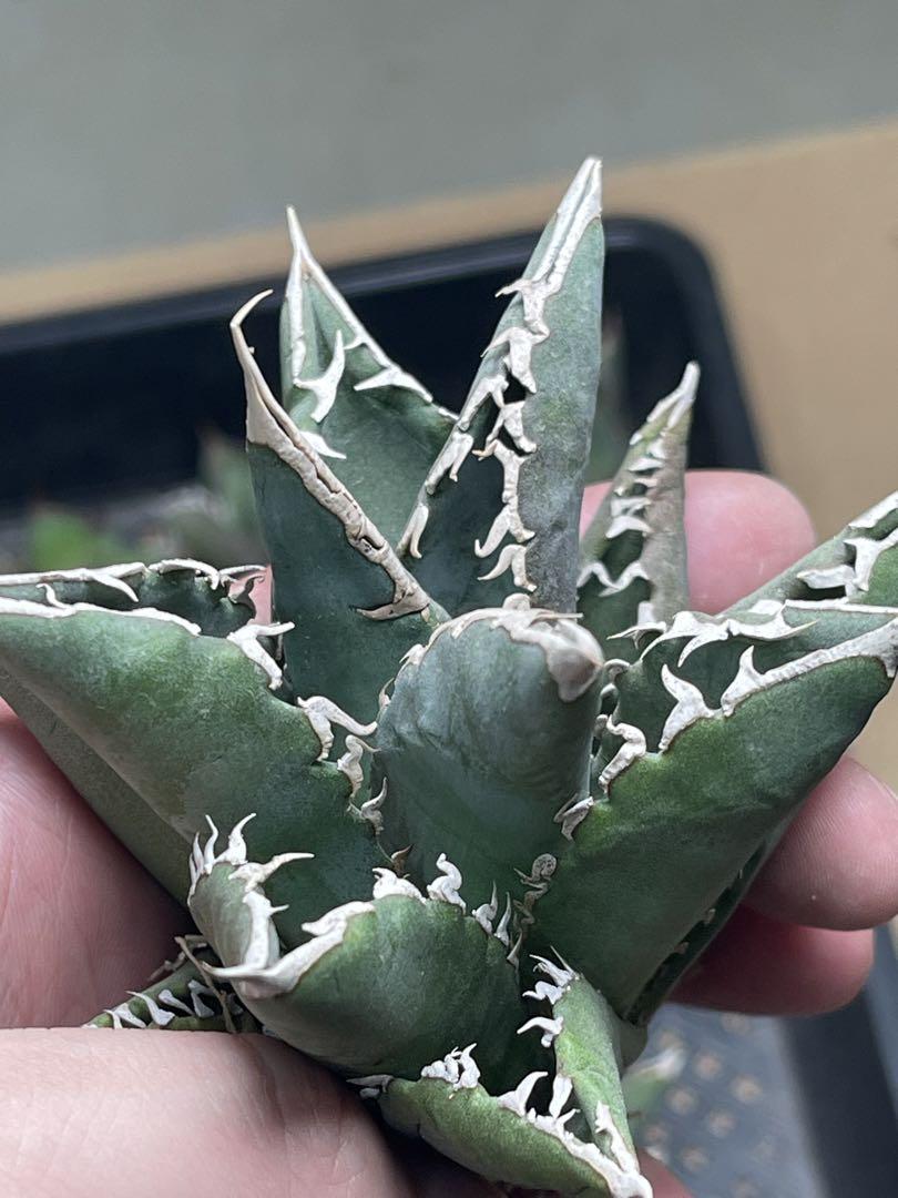 新商品」に関するプレスリリース 10多肉植物 アガベ チタノタ