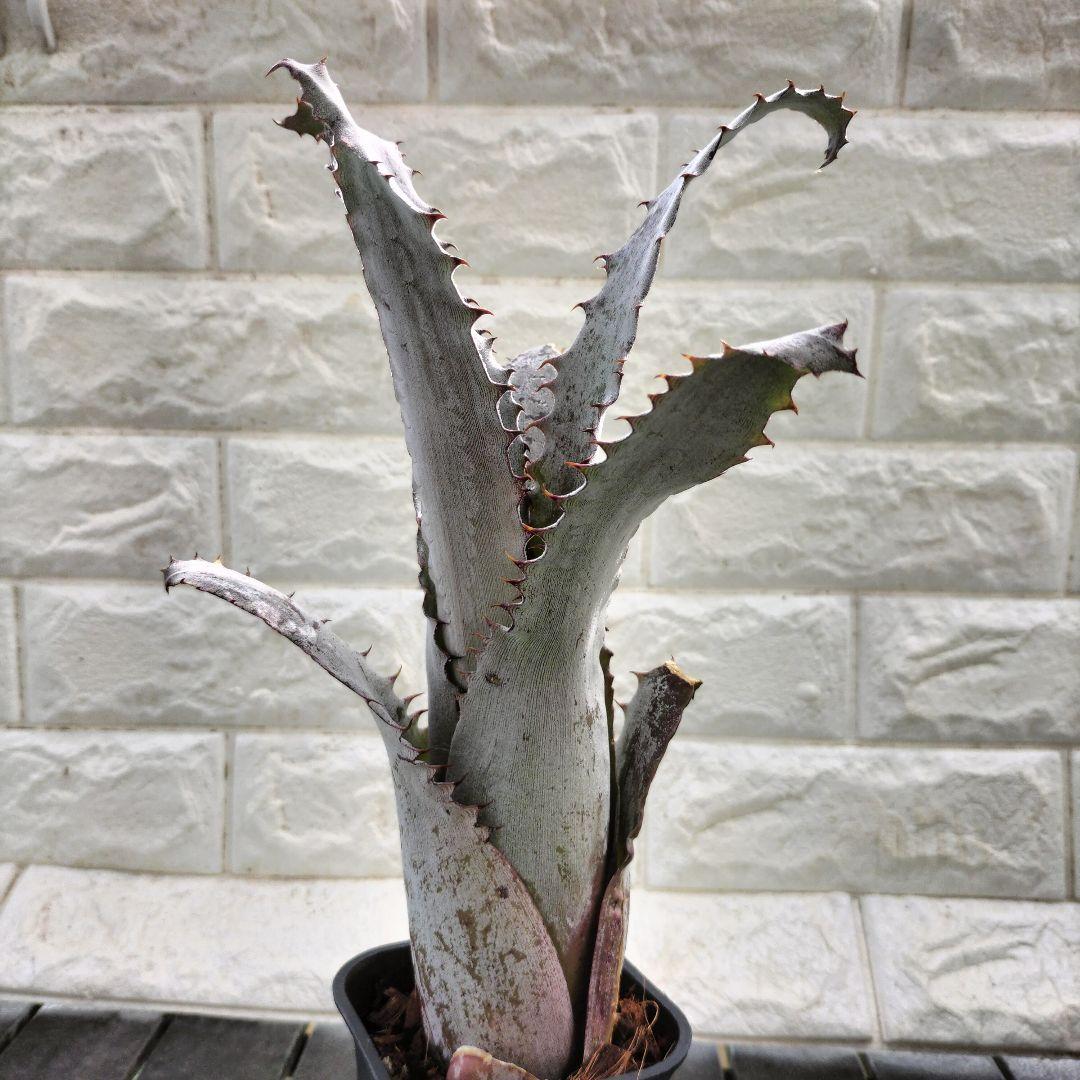 Hohenbergia sp. Brazil ホヘンベルギア sp ブラジル