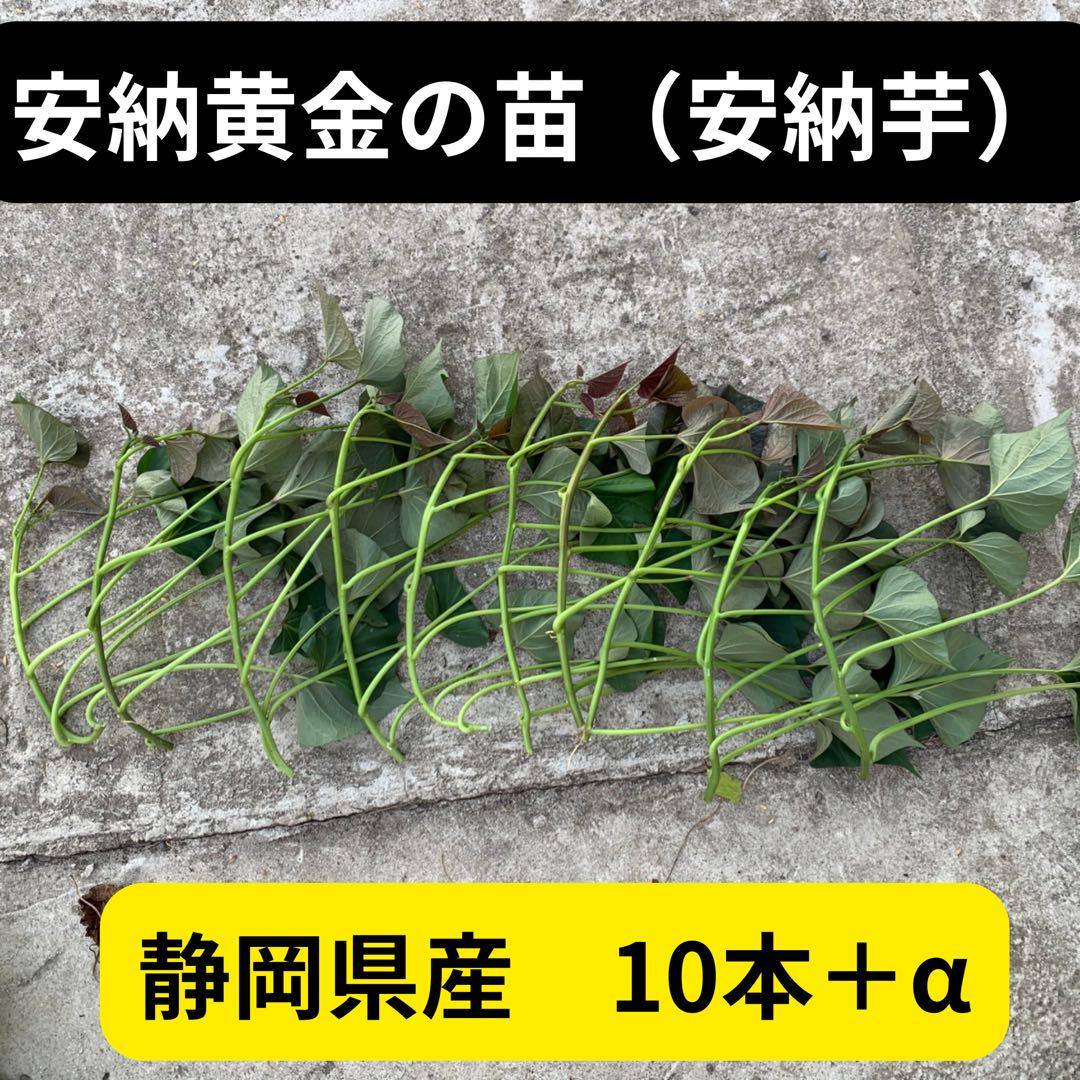 T-LAND　安納黄金　苗160本＋α 楽天市場】安納黄金 苗の通販