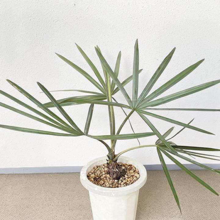 高品質】 Bismarckia nobilis ビスマルキア ノビリス Silver 植物/観葉
