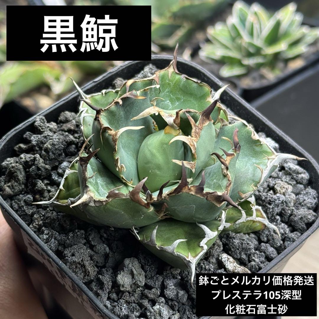 【むちプリコンパクト】黒鯨　鉢ごとメルカリ便発送　アガベチタノタ