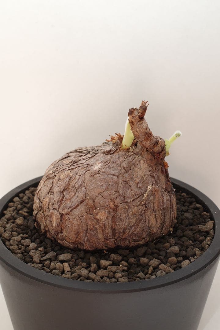 ペラルゴニウム トリステ 現地球 発根済目立った傷や汚れなし YUZUMIYA_COM