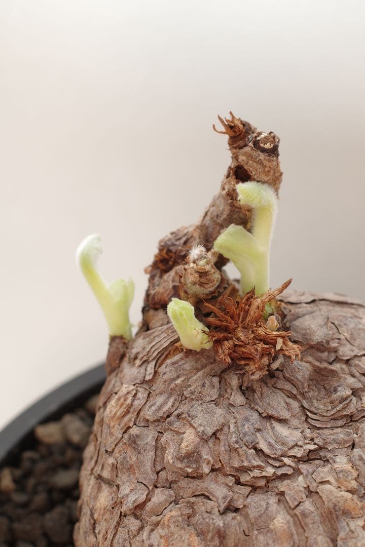 発根済目立った傷や汚れなし