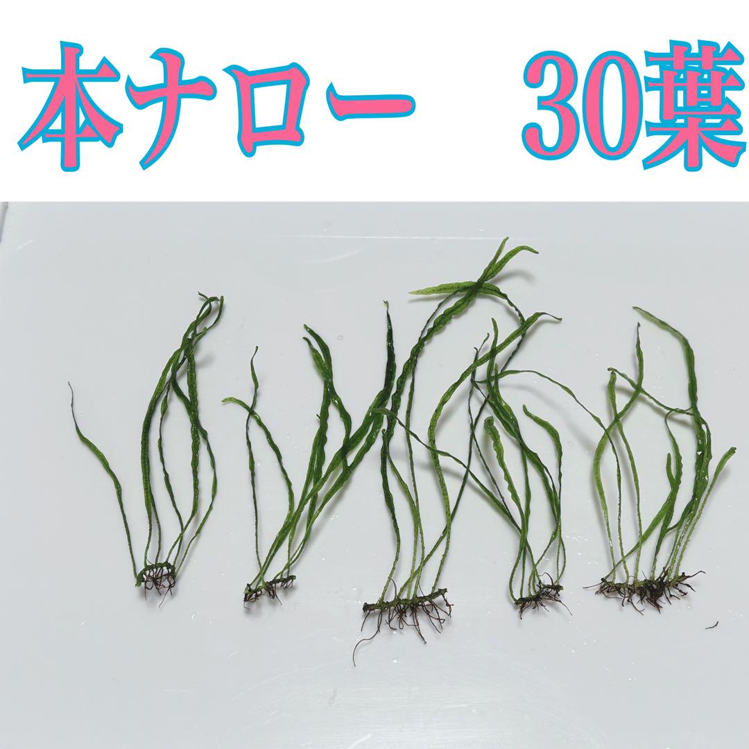 希少種‼️タイ産 本ナロー 塊石付き　メルカリ便 希少種‼️タイ産 本ナロー 60葉 メルカリ便 - メルカリ
