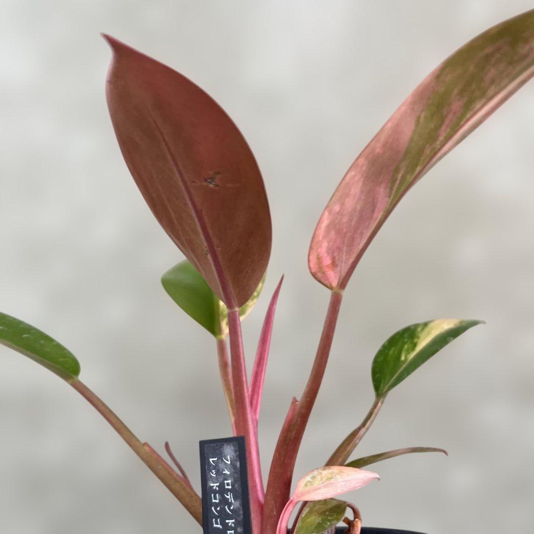 激目立った傷や汚れなし